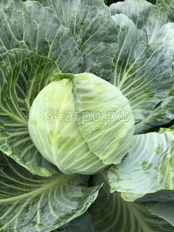 Капуста белокочанная Глория F1 2500 семян