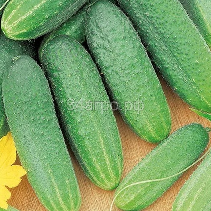 Огурец Вязниковский 37 1 кг