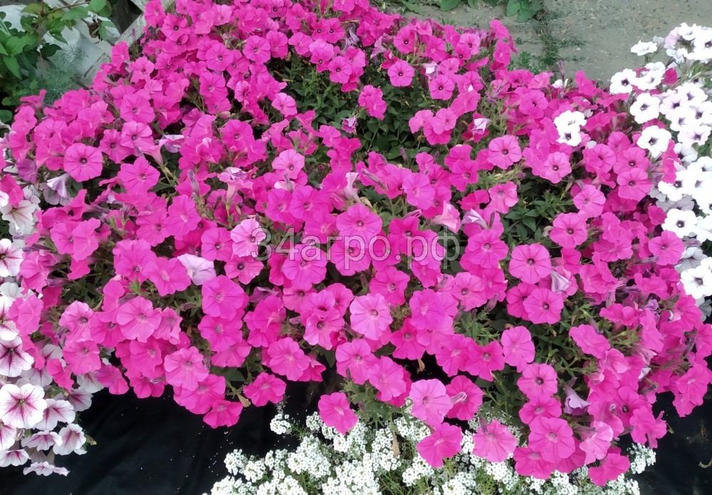 Петуния ампельная Тайдал Вейв Хот Пинк 100 драже