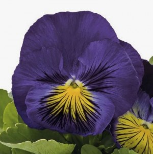 Виола крупноцветковая Кетс Плюс Блю энд Еллоу 100 семян