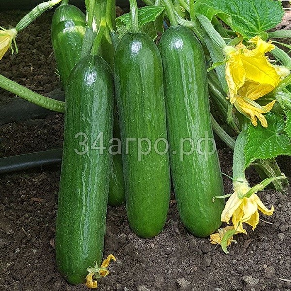 Огурец KS 260 F1 50 семян
