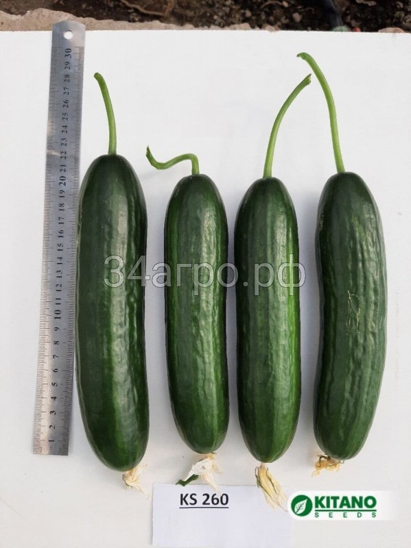 Огурец KS 260 F1 50 семян