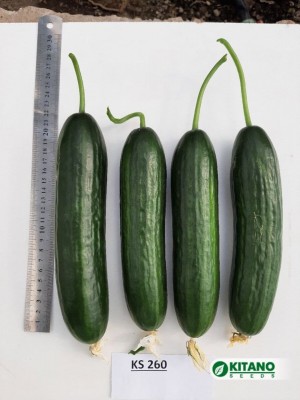Огурец KS 260 F1 50 семян
