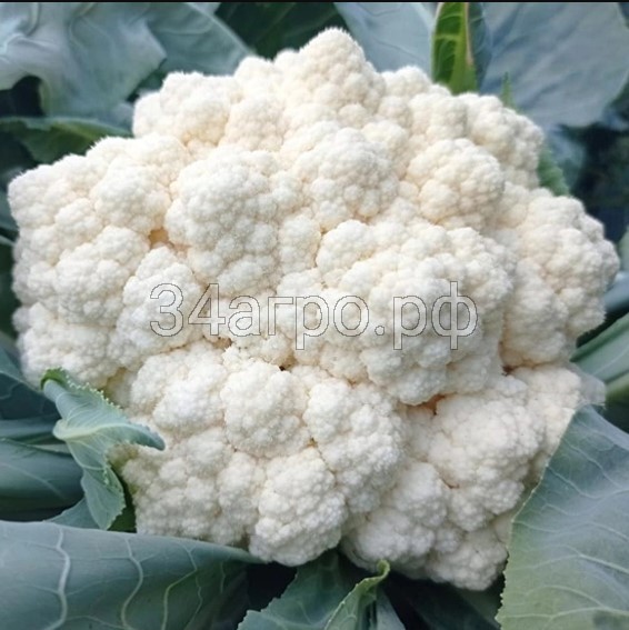 Капуста цветная Вайтекс F1 250 семян
