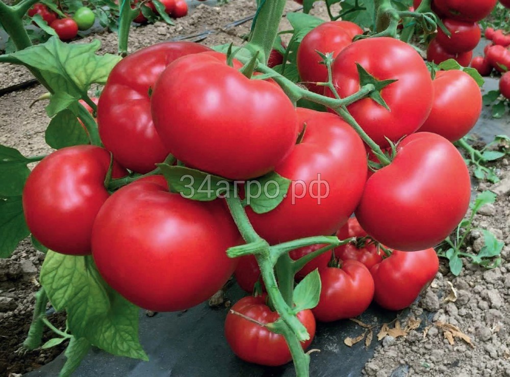 Томат Матиссимо F1 25 семян