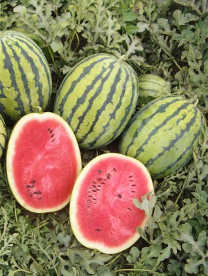 Арбуз Бедуин F1 100 семян