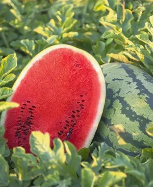 Арбуз ТамТам F1 100 семян