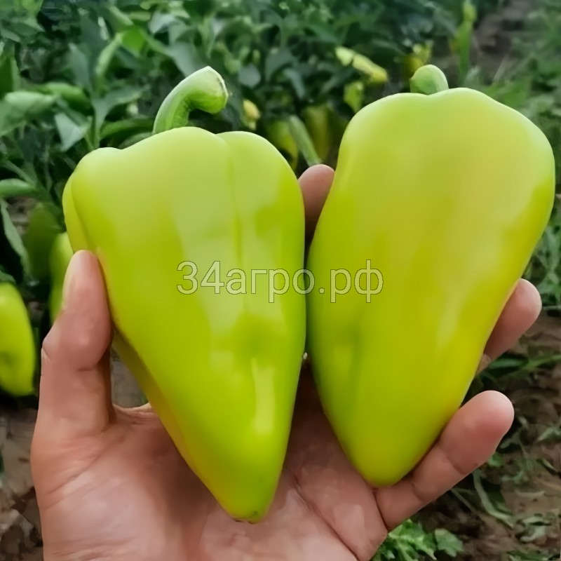 Перец сладкий Амаретта F1 100 семян