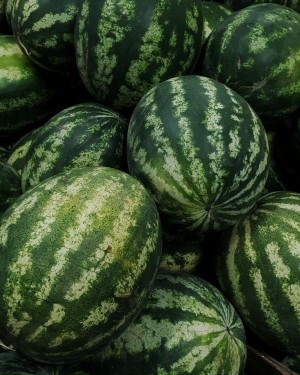 Арбуз АУ Продюсер ПВП 1000 семян