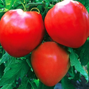 Томат Бычье сердце красное 100шт