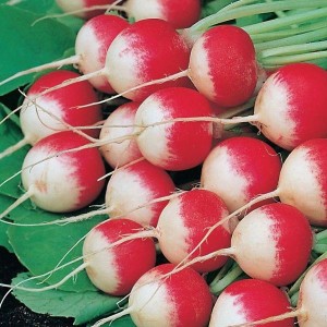 Редис Маяк 100 гр.