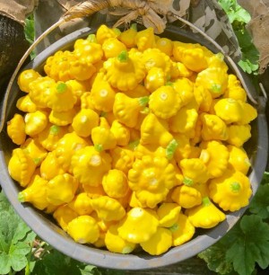 Патиссон Грошик 50 грамм