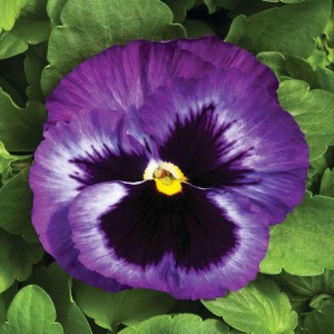 Виола крупноцветковая Колоссус F1 Лавендер Сюрпрайз 100 семян