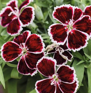 Гвоздика Диана Кримсон Биколор  100 семян