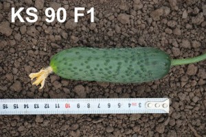 Огурец Каминари (KS 90) F1 25 семян